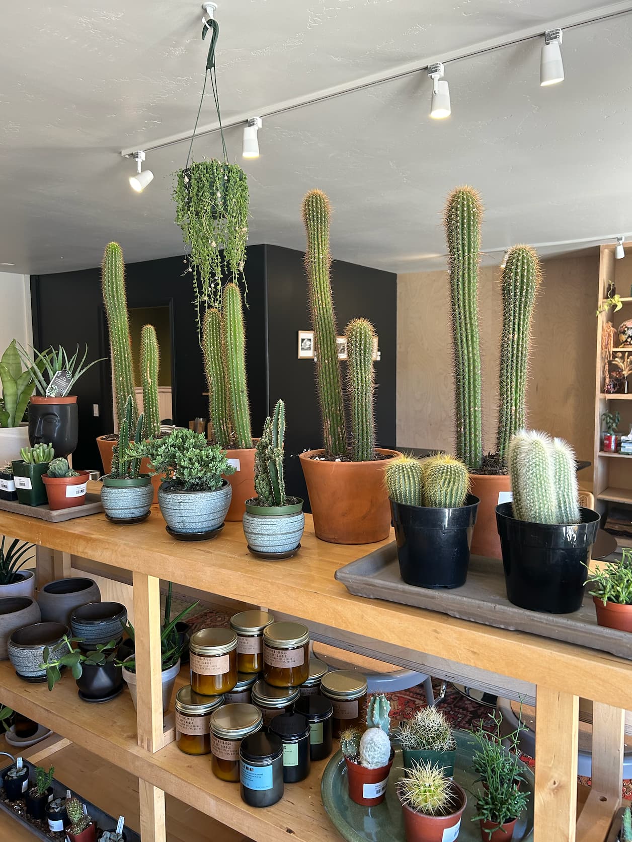 Cactus shelf display