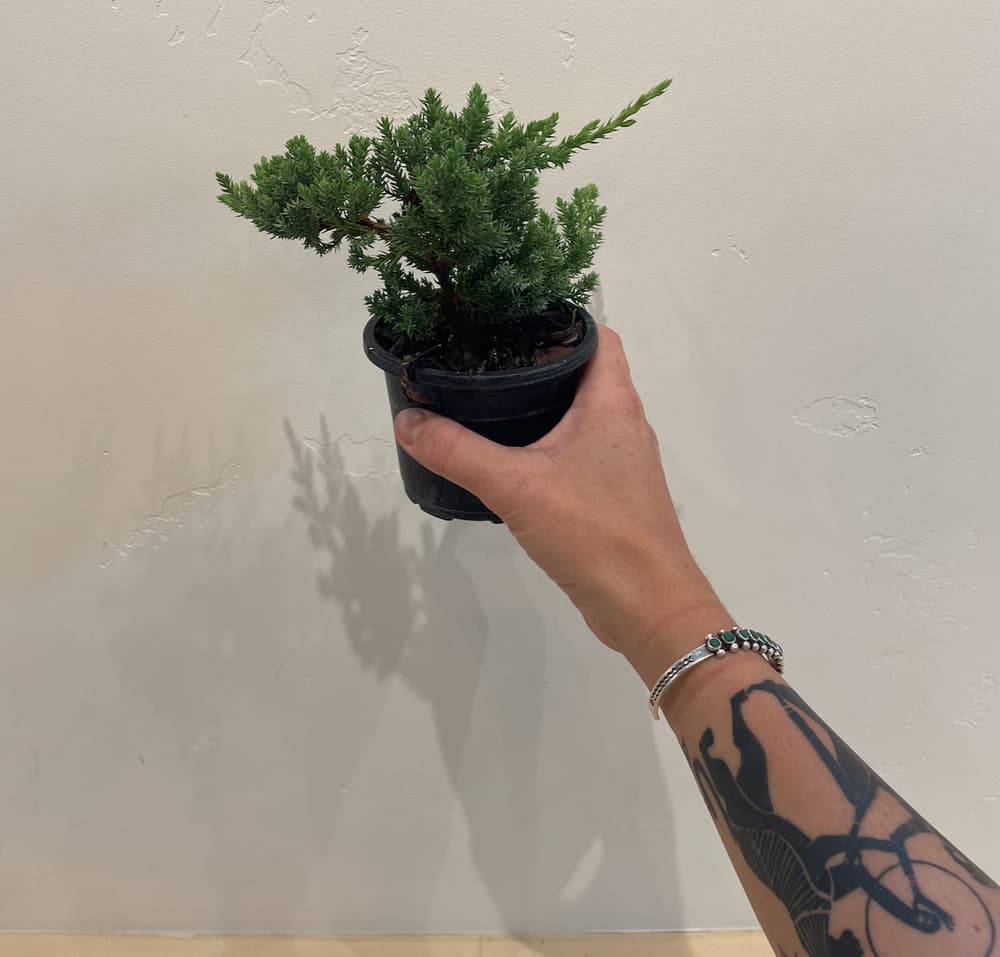 Bonsai plant