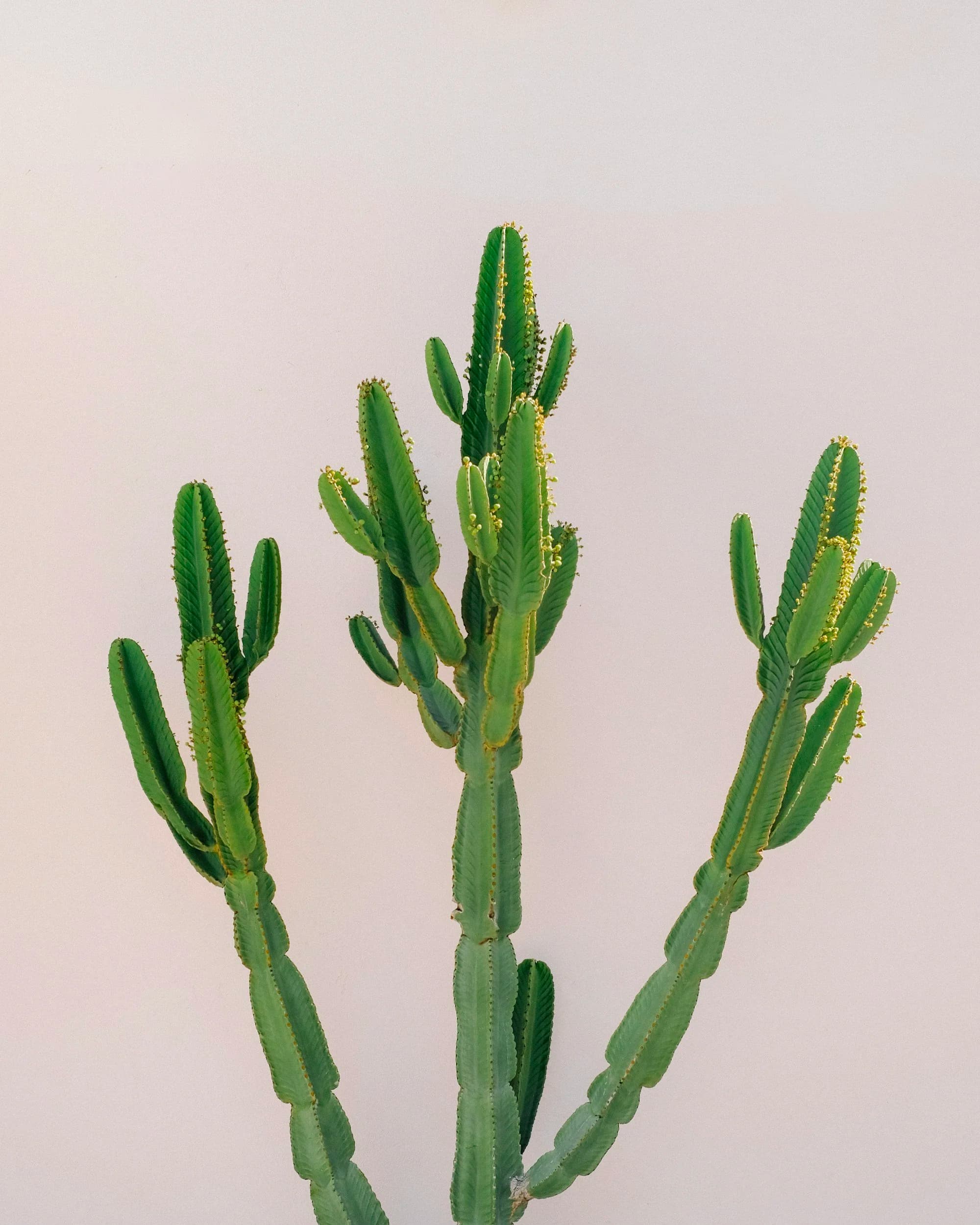 Cactus plant