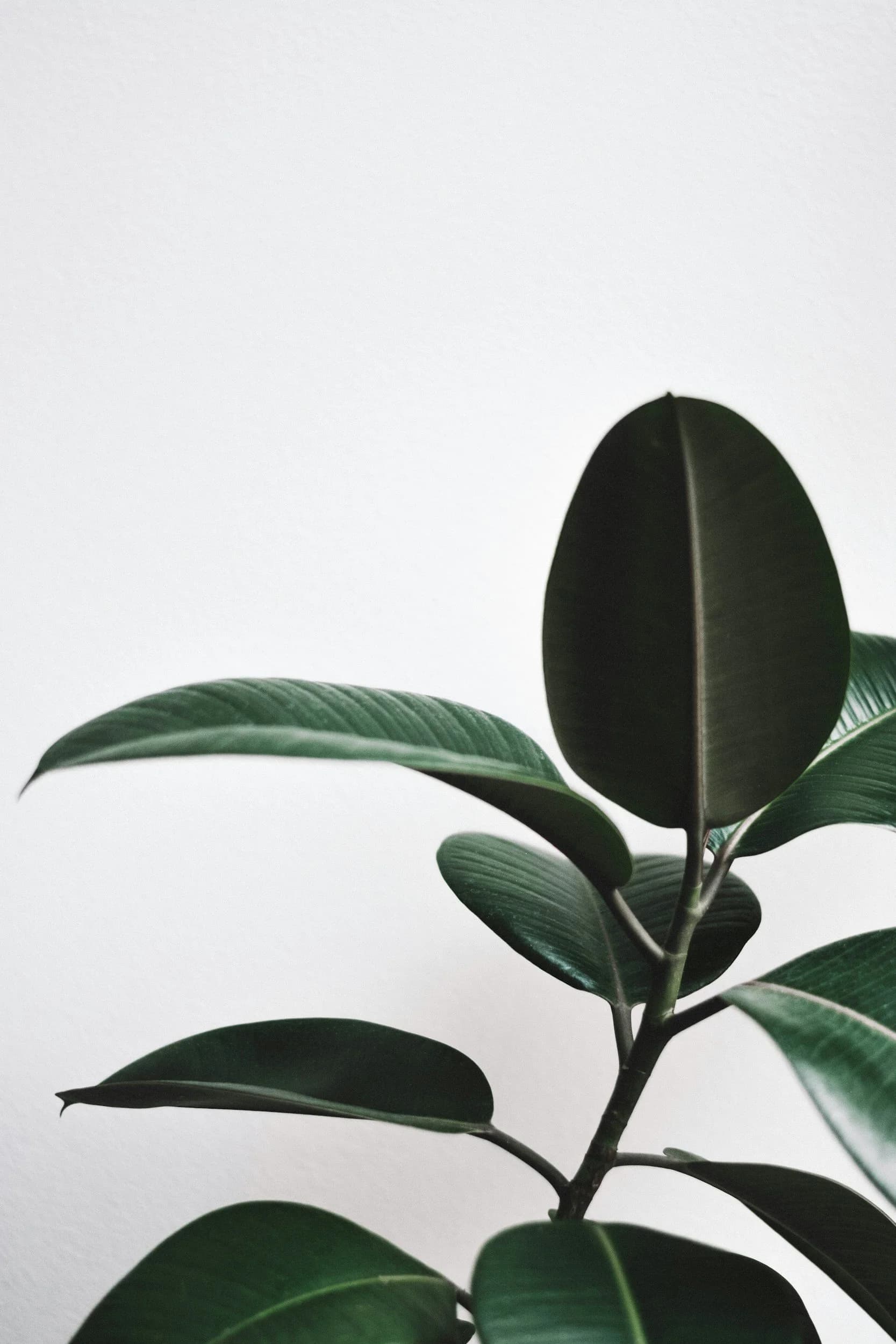 Rubber tree plant